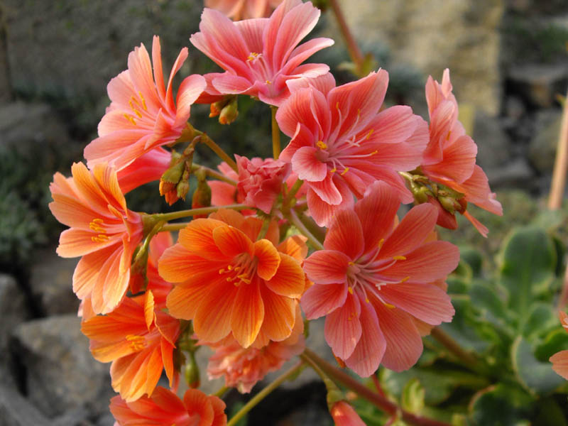 Lewisia cotyledon — formes orangées photo
